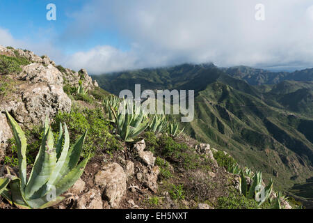 Berge mit Agave auf der Insel Teneriffa in Spanien. Stockfoto