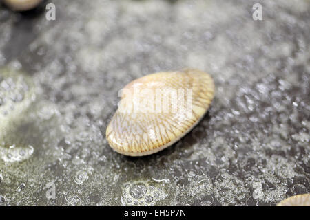 Gebratene Baby-Venusmuscheln mit Butter für Lebensmittel Hintergrund. Stockfoto