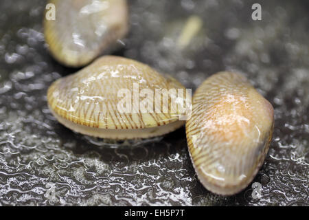 Gebratene Baby-Venusmuscheln mit Butter für Lebensmittel Hintergrund. Stockfoto