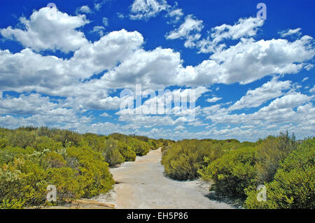 Wanderweg im Royal National Park, Sydney Australia Stockfoto