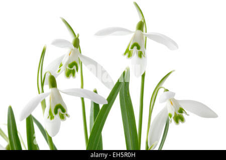 Galanthus Nivalis (gemeinsame Schneeglöckchen) Stockfoto