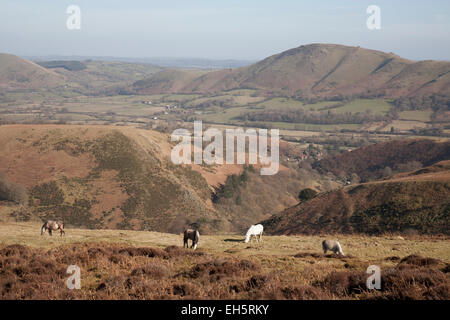 Wild Welsh Mountain Ponys auf der Long Mynd, Shropshire. Stockfoto