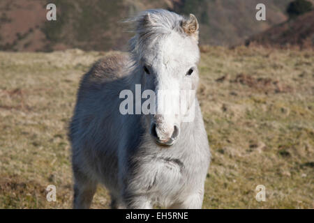 Wildes Pony auf der Long Mynd in Shropshire, England. Stockfoto