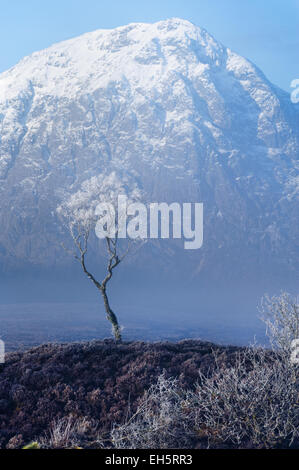 Ein kleiner Baum überlebt auf einer Insel vor Buachaille Etive Mor, Glen Etive, Highlands, Schottland. Stockfoto