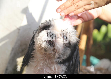 Hände, dass Reinigung Shih Tzu Hund für eine gute Gesundheit. Stockfoto