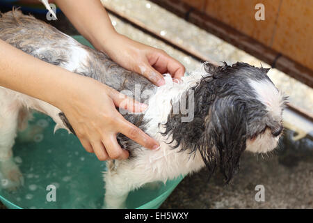 Hände, dass Reinigung Shih Tzu Hund für eine gute Gesundheit. Stockfoto