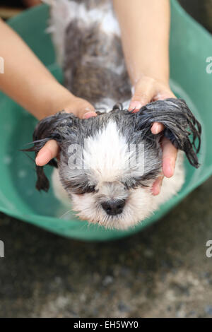 Hände, dass Reinigung Shih Tzu Hund für eine gute Gesundheit. Stockfoto