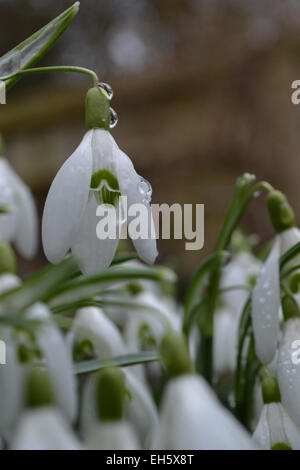 Schneeglöckchen im spirng Stockfoto