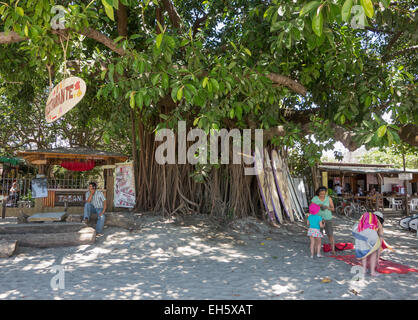Surfbrett-Verleih am Fuße eines Feigenbaums in Playa Samara, Costa Rica. Stockfoto