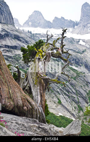 Verdrehen Wacholder entlang der High Sierra Trail zwischen Hamilton Lake und Bearpaw Wiese, Sequoia National Park, Kalifornien. Stockfoto