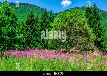 Wilde Orchideen in einer Almwiese. Melchsee-Frutt, Schweiz Stockfoto