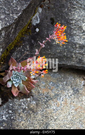 Canyon Live-forever (Dudleya Cymosa) entlang der High Sierra Trail, Sequoia National Park, Kalifornien. Stockfoto