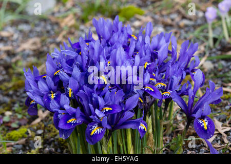 Massierten Blumen im Winter blühenden Zwerg Iris Reticulata 'Harmony' Stockfoto