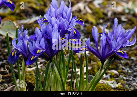 Nahaufnahme der Blumen im Winter blühenden Zwerg Iris Reticulata 'Harmony' Stockfoto