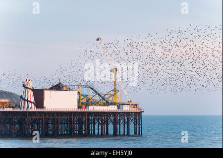 Brighton, East Sussex, UK. 7. März 2015. UK Wetter: A busy Day auf Brighton Meer als Menschen kommen, um einen schönen Tag von blauem Himmel und Frühlingssonne genießen. Wie die Sonne über Brightons verlassenen West Pier hundert Stare ist erstellen Sie ein spektakuläres Feuerwerk für die Besucher, bevor sie für den Abend Schlafplatz. Das gute Wetter wird voraussichtlich für den Rest des Wochenendes fortgesetzt. Bildnachweis: Francesca Moore/Alamy Live-Nachrichten Stockfoto