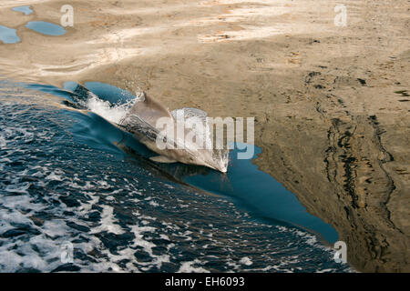 Delphin Surfen Kielwasser des Schiffes in einem Musandam Khor (Fjord), Oman Stockfoto