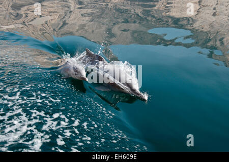 Delfine (weiblich und Kalb) Surfen Kielwasser des Schiffes in einem Musandam Khor (Fjord), Oman Stockfoto