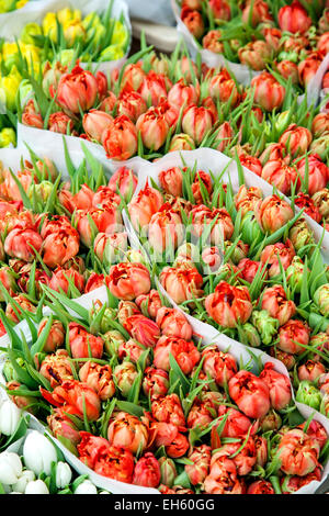 Blumen zum Verkauf, Bauernmarkt, Grote Markt, Haarlem, Niederlande Stockfoto