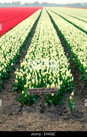 Zeichen ("Bitte gehen Sie nicht in unsere Tulpen-Dank") auf kommerzielle Tulpenfeld in der Nähe von Lisse, Niederlande Stockfoto