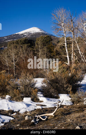 Ein Elch hat seinem Geweih hier in der Tundra im Great Basin vergossen. Stockfoto