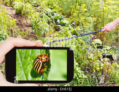 Gartenkonzept - Mann nehmen Foto von versprühen von Pestiziden auf Kartoffelkäfer auf mobile Gadget im Garten Stockfoto