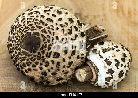 Nahaufnahme von Pilz Parasol (Macrolepiota Procera) Stockfoto