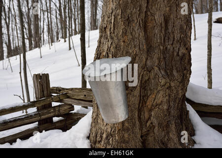 Eimer auf alten Zucker-Ahorn-Baum im Schnee bedeckt Ontario Wald um Sap Sirup im März sammeln Kanada Stockfoto