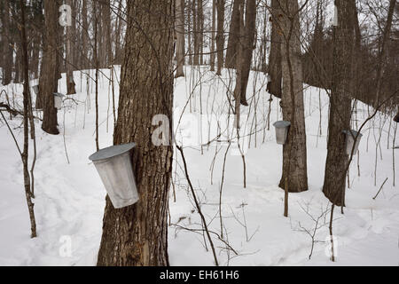 Aluminium-Eimer auf Zucker-Ahornbäume auf Hügel, Sap Sirup im Schnee zu sammeln bedeckt Wald Ontario Kanada Stockfoto