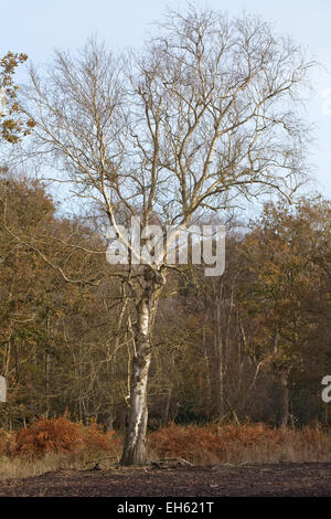 Moorbirke (Betula Pubiscens). Für die Spezies, ein älterer Baum. Calthorpe breit NNR, SSSI. Broadland. Norfolk. England. Herbst. Stockfoto