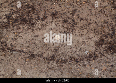 Fahrer, Armee oder Safari Ameisen (Dorylus sp.). Arbeiter und größere Soldatenklasse unterwegs. Ghana. West-Afrika. Stockfoto