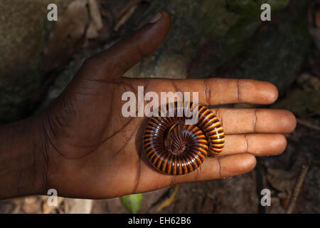 Riesige afrikanische Tausendfüßler (Archispirostreptus Gigas). Vorübergehend auf eine Handfläche gehalten. Regenwald-Boden. Kakum-Nationalpark. GHANA. West-Afrika. Stockfoto