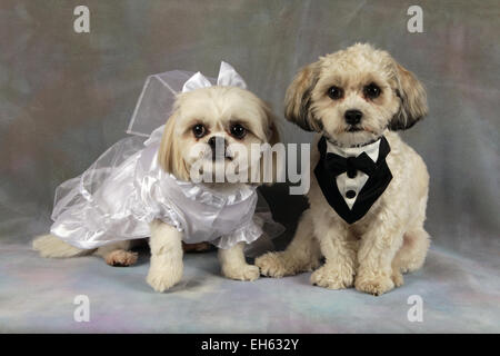 Braut und Bräutigam Shih Tzu Mischling Hunde posieren für Hochzeit Porträt, New York, USA, 28. Dezember 2014, © Katharine Andriotis Stockfoto