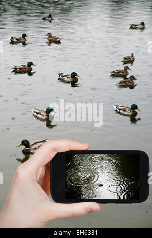 Konzept - Touristen nehmen Foto des Kreises in Pfütze von Regentropfen von Regentropfen auf mobile Gadget zu reisen Stockfoto