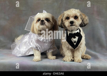 Braut und Bräutigam Shih Tzu Mischling Hunde posieren für Hochzeit Porträt, New York, USA, 28. Dezember 2014, © Katharine Andriotis Stockfoto