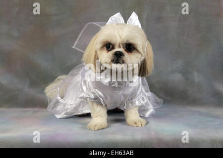 Shih Tzu-Malteser posieren für ihre Hochzeit Studioportrait, New York, USA, 28. Dezember 2014, © Katharine Andriotis Stockfoto