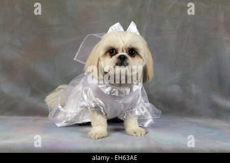 Shih Tzu-Malteser posieren für ihre Hochzeit Studioportrait, New York, USA, 28. Dezember 2014, © Katharine Andriotis Stockfoto