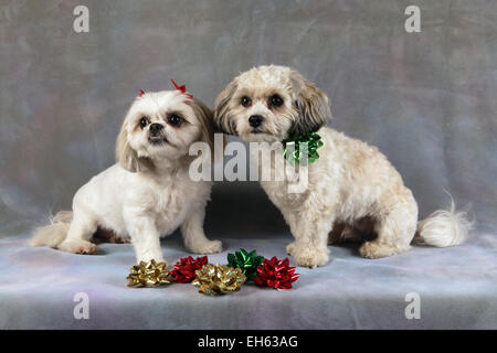 Shih Tzu Mischling Hunde tragen Urlaub Bögen, New York, USA, 28. Dezember 2014, © Katharine Andriotis Stockfoto