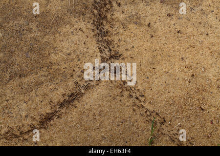 Fahrer, Armee oder Safari Ameisen (Dorylus sp.). Arbeiter und größere Soldatenklasse unterwegs. Ghana. West-Afrika. Stockfoto