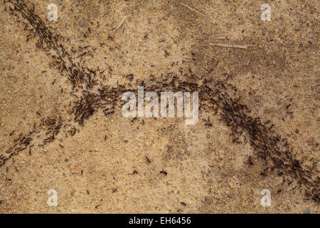 Fahrer, Armee oder Safari Ameisen (Dorylus sp.). Arbeiter und größere Soldatenklassen unterwegs. Ghana. West-Afrika. Stockfoto