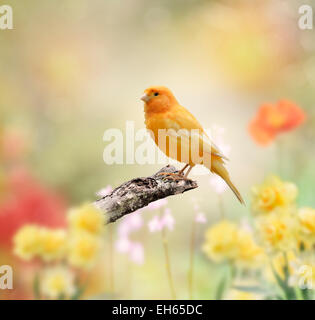 Gelber Vogel sitzend im Garten Stockfoto