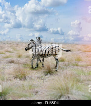 Zwei Zebras In der Savanne Stockfoto