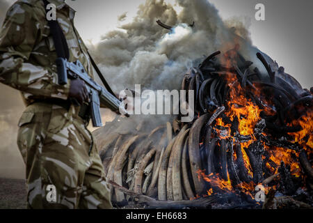 Peking, China. 3. März 2015. Ein Kenyan bewaffneten Ranger steht Wache auf dem Gelände des brennenden Schmuggelware Elfenbein in Nairobi 3. März 2015. © Pan Siwei/Xinhua/Alamy Live-Nachrichten Stockfoto