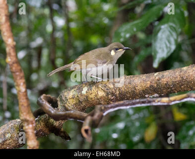 Lewins Honigfresser (Meliphaga Lewinii), Queensland, Australien Stockfoto