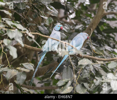 Ring-necked Sittiche (geflohen waren), Australien Stockfoto