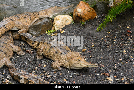 Süßwasser-Krokodil (Crocodylus Johnstoni) Stockfoto