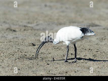 Australische White Ibis (Threskiornis Molukken) Stockfoto