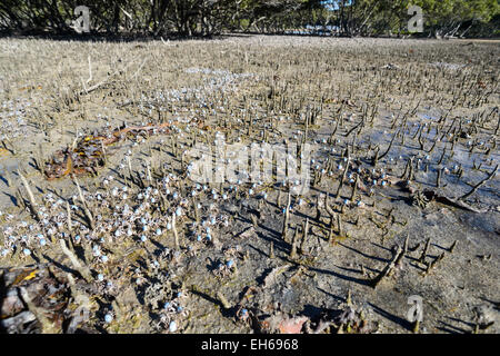 Hellblau Soldat Krabbe Migration (Mictyris Longicarpus), New South.Wales, Australien Stockfoto