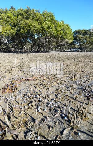 Hellblau Soldat Krabbe Migration (Mictyris Longicarpus), New South.Wales, Australien Stockfoto