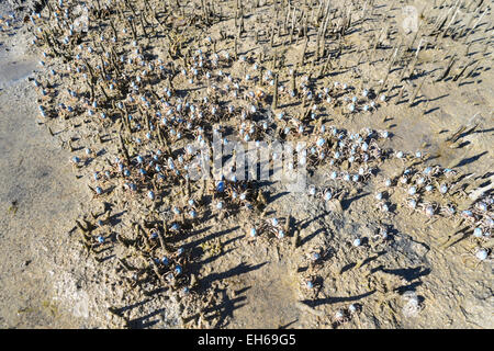 Hellblau Soldat Krabbe Migration (Mictyris Longicarpus), New South.Wales, Australien Stockfoto