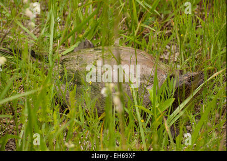 Eine gemeinsame Schnappschildkröte (Chelydra Serpentina) gut versteckt unter See Gräser auf der Bruce-Halbinsel, Ontario. Stockfoto